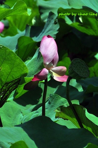 三重荷花公園-29.JPG - 2016夏之豔陽(花季篇)