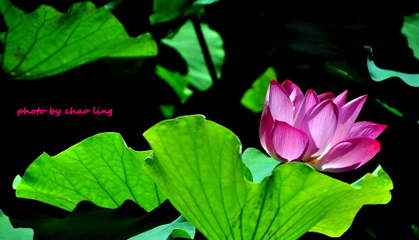 三重荷花公園-17.JPG - 2016夏之豔陽(花季篇)