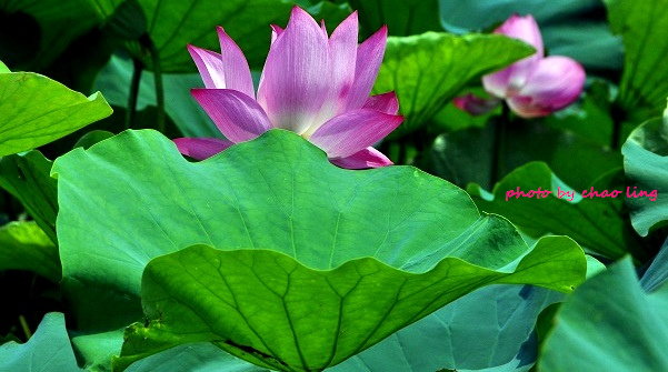 三重荷花公園-9.JPG - 2016夏之豔陽(花季篇)