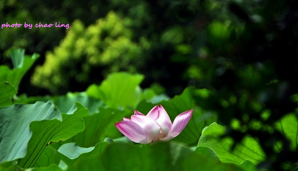 三重荷花公園-21.JPG - 2016夏之豔陽(花季篇)