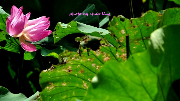 三重荷花公園-20.JPG - 2016夏之豔陽(花季篇)