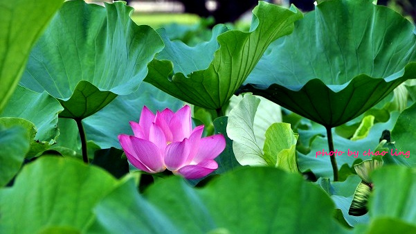 三重荷花公園-13.JPG - 2016夏之豔陽(花季篇)