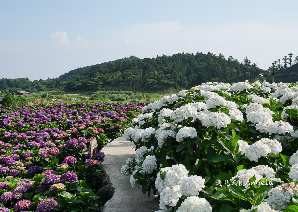 小油坑與繡球花一起入鏡只在陽明山竹子湖繡球花季限定- 遇見天使~Angela