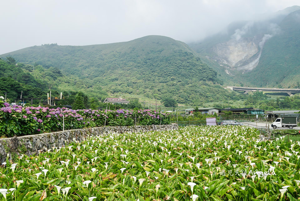 小油坑與繡球花一起入鏡只在陽明山竹子湖繡球花季限定- 遇見天使~Angela