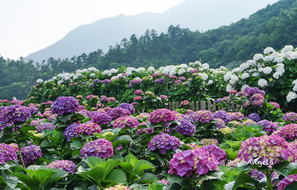 小油坑與繡球花一起入鏡只在陽明山竹子湖繡球花季限定- 遇見天使~Angela