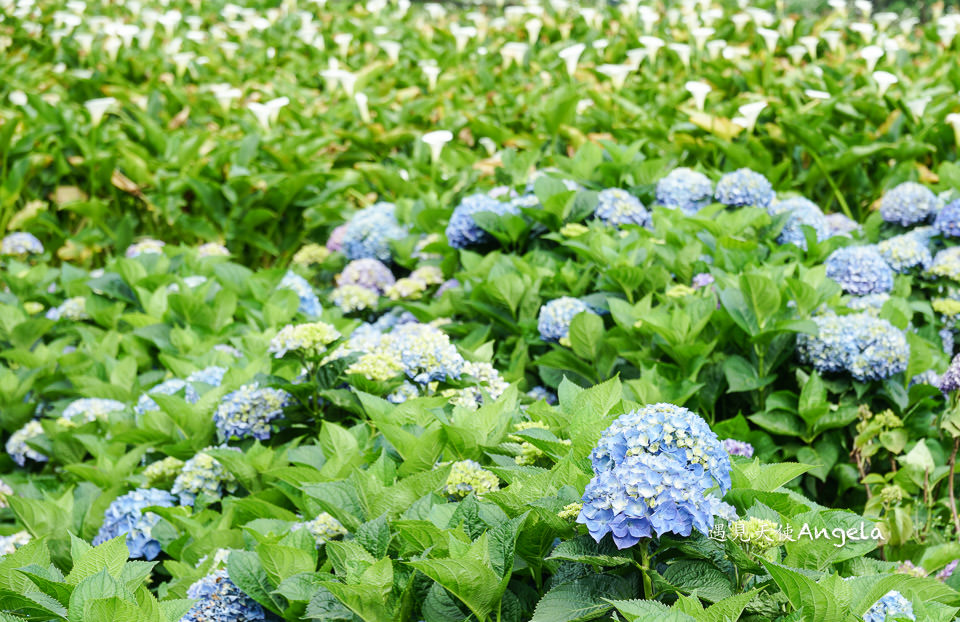 竹子湖繡球花 竹子湖繡球花