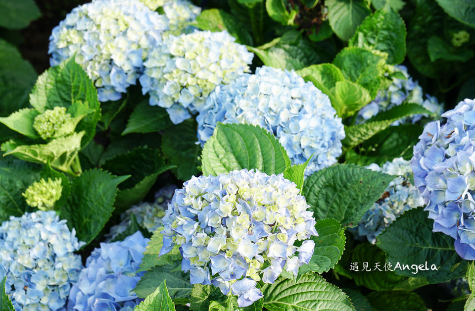 小油坑與繡球花一起入鏡只在陽明山竹子湖繡球花季限定- 遇見天使~Angela