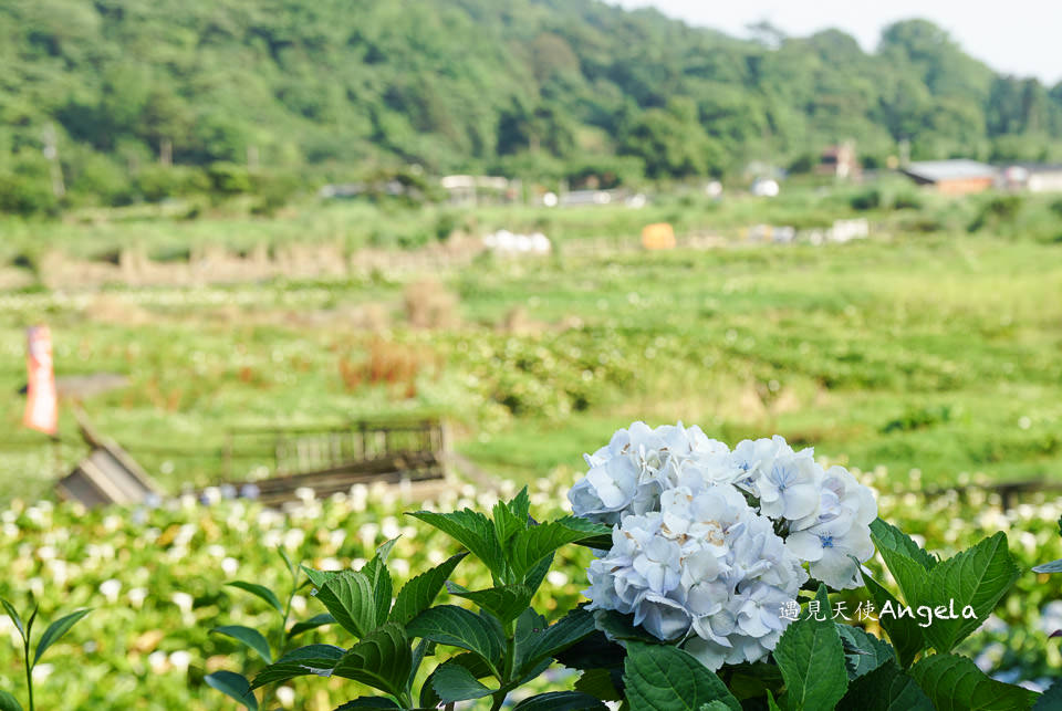 小油坑與繡球花一起入鏡只在陽明山竹子湖繡球花季限定- 遇見天使~Angela