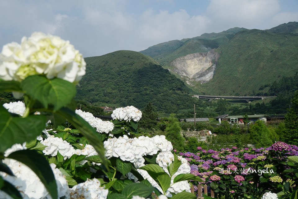 小油坑與繡球花一起入鏡只在陽明山竹子湖繡球花季限定- 遇見天使~Angela