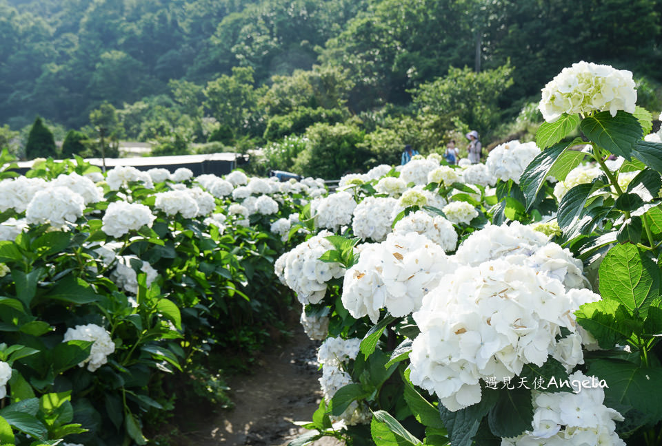 小油坑與繡球花一起入鏡只在陽明山竹子湖繡球花季限定- 遇見天使~Angela