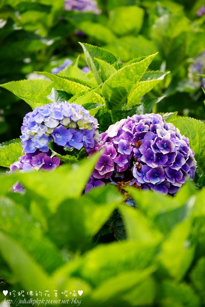 【台北-北投区】竹子湖大赏园赏绣球花