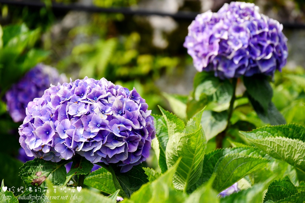 【台北-北投区】竹子湖大赏园赏绣球花