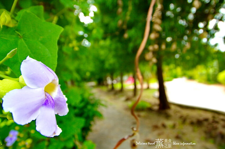 探索迷宮/薰的美食之旅/彰化景點 探索迷宮/薰的美食之旅/彰化景點