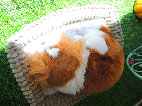 初鹿小站二店：呷飽祙【新北板橋･初鹿小站二店】純鮮乳做的吐司