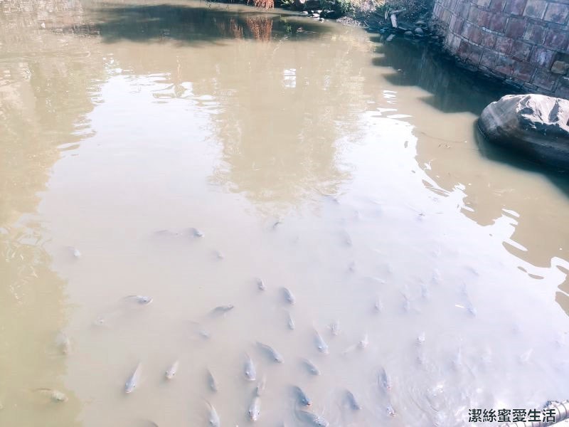 老塘湖藝術村 魚兒
