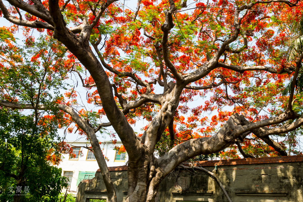 湖內 蕃茄會社 5~6月限定 百年鳳凰木 大湖甘仔蜜會社遺址