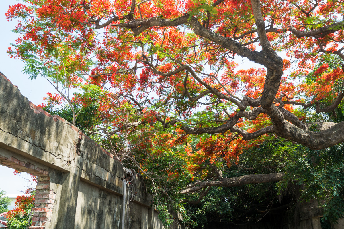 湖內 蕃茄會社 5~6月限定 百年鳳凰木 大湖甘仔蜜會社遺址