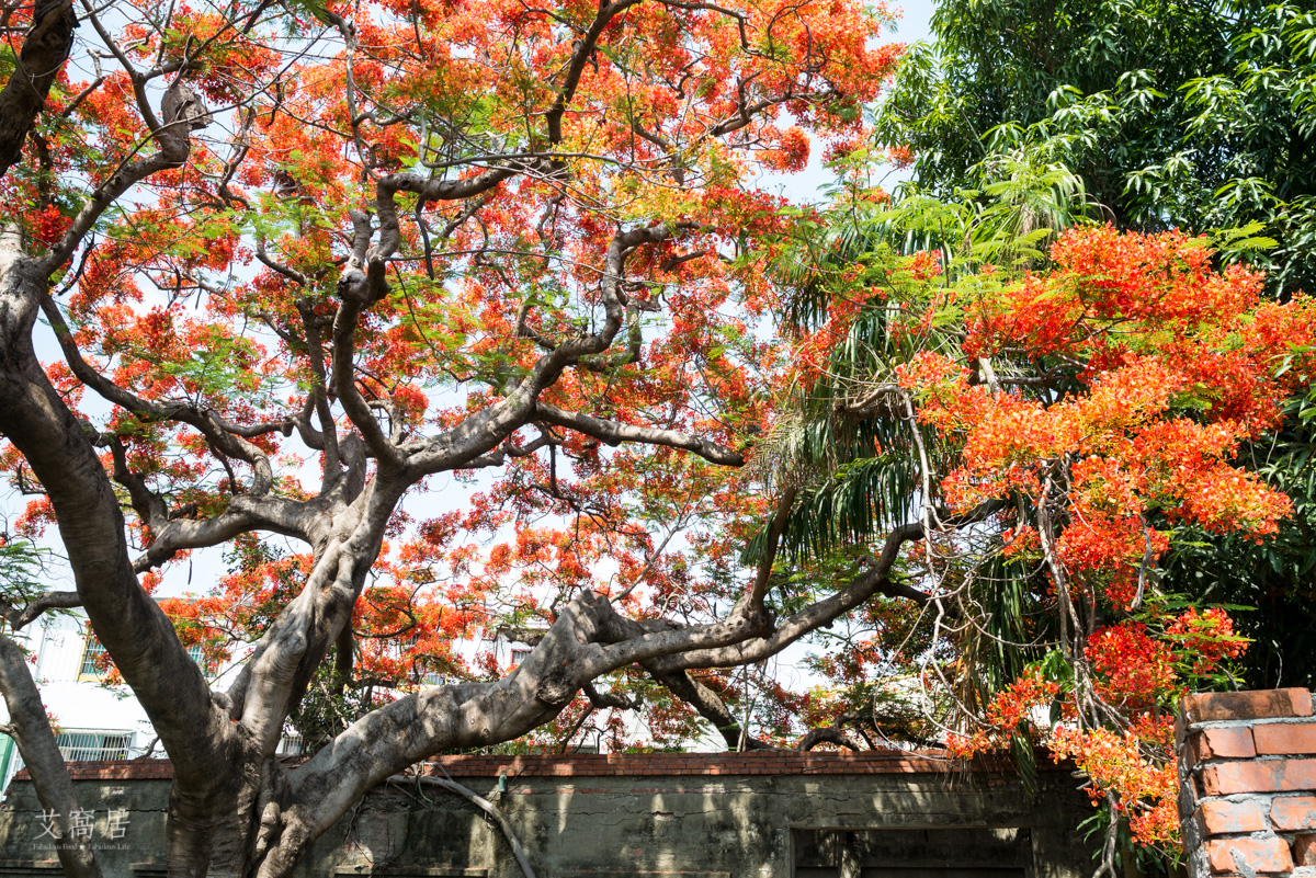 湖內 蕃茄會社 5~6月限定 百年鳳凰木 大湖甘仔蜜會社遺址