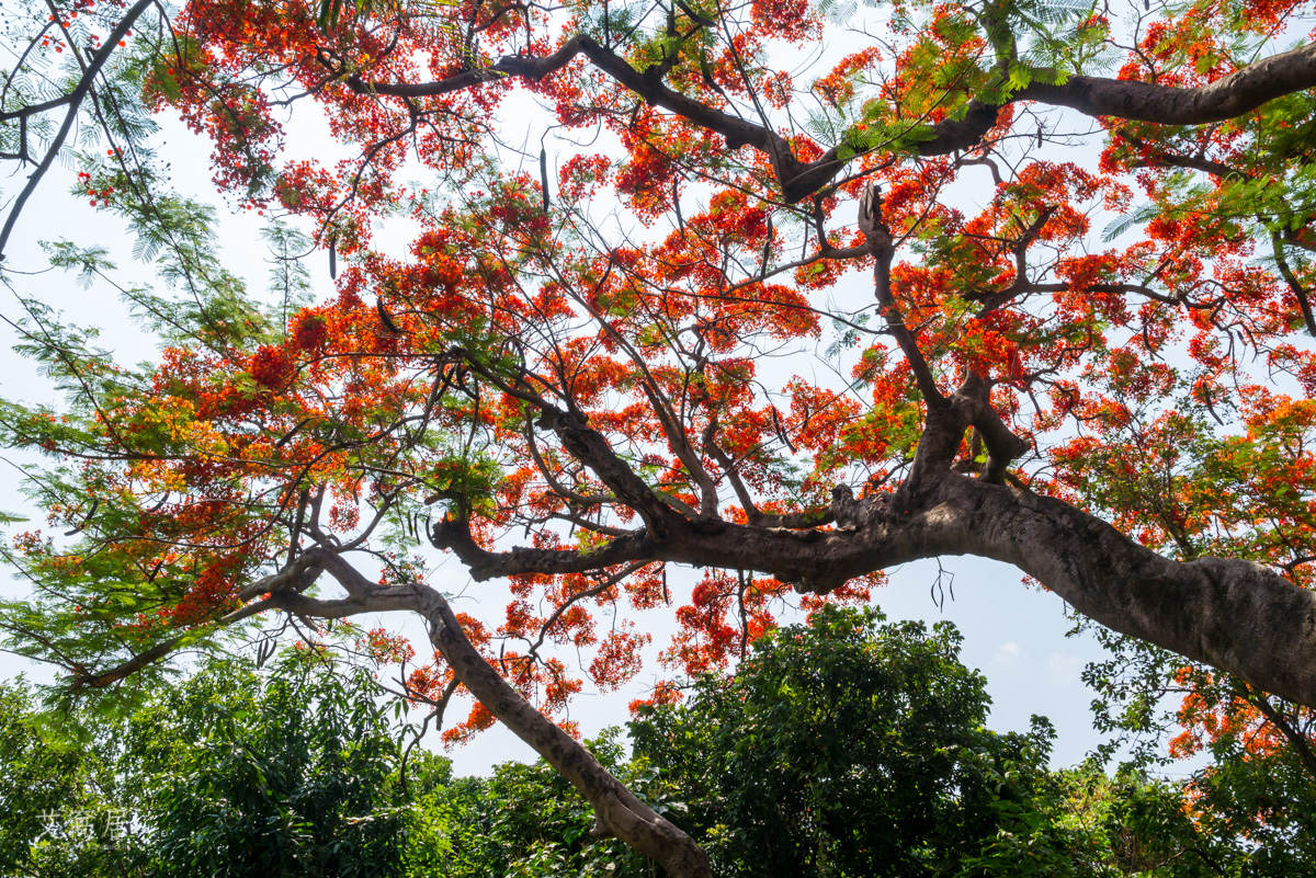 湖內 蕃茄會社 5~6月限定 百年鳳凰木 大湖甘仔蜜會社遺址