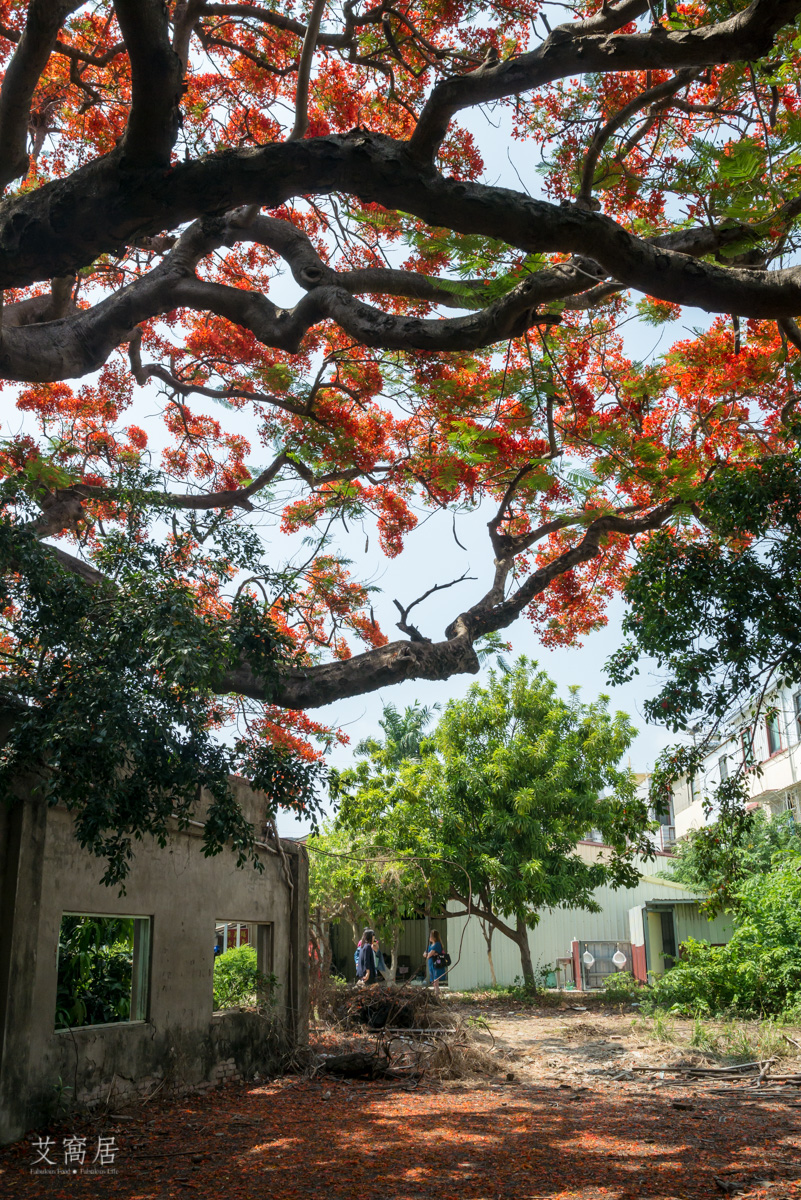 湖內 蕃茄會社 5~6月限定 百年鳳凰木 大湖甘仔蜜會社遺址
