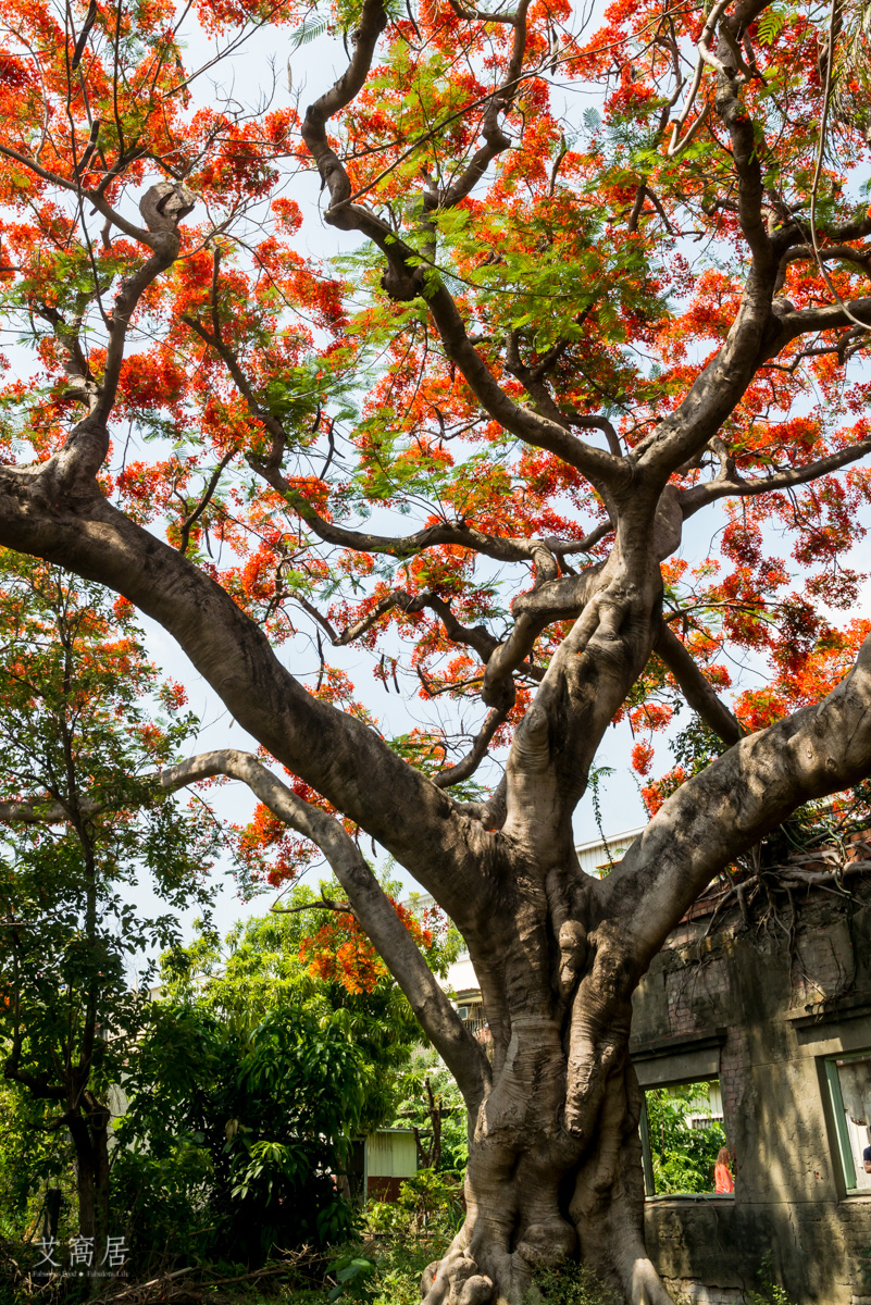 湖內 蕃茄會社 5~6月限定 百年鳳凰木 大湖甘仔蜜會社遺址