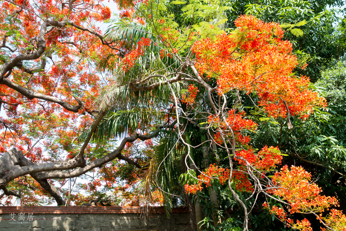 湖內 蕃茄會社 5~6月限定 百年鳳凰木 大湖甘仔蜜會社遺址