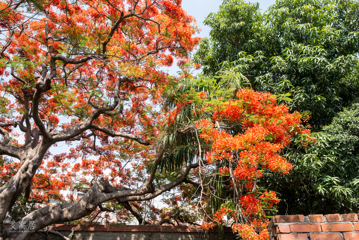 湖內 蕃茄會社 5~6月限定 百年鳳凰木 大湖甘仔蜜會社遺址