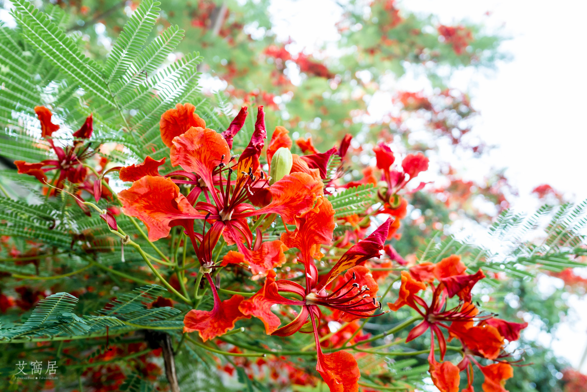 湖內 蕃茄會社 5~6月限定 百年鳳凰木 大湖甘仔蜜會社遺址