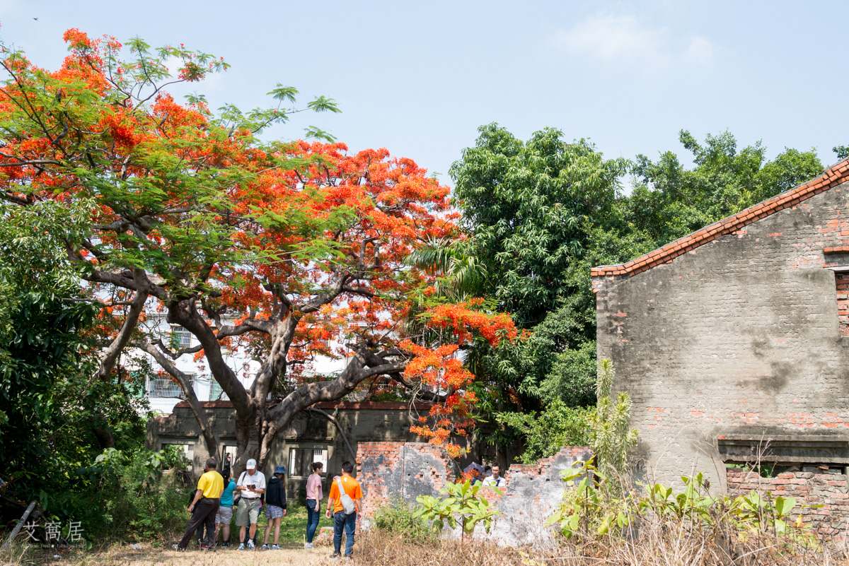湖內 蕃茄會社 5~6月限定 百年鳳凰木 大湖甘仔蜜會社遺址