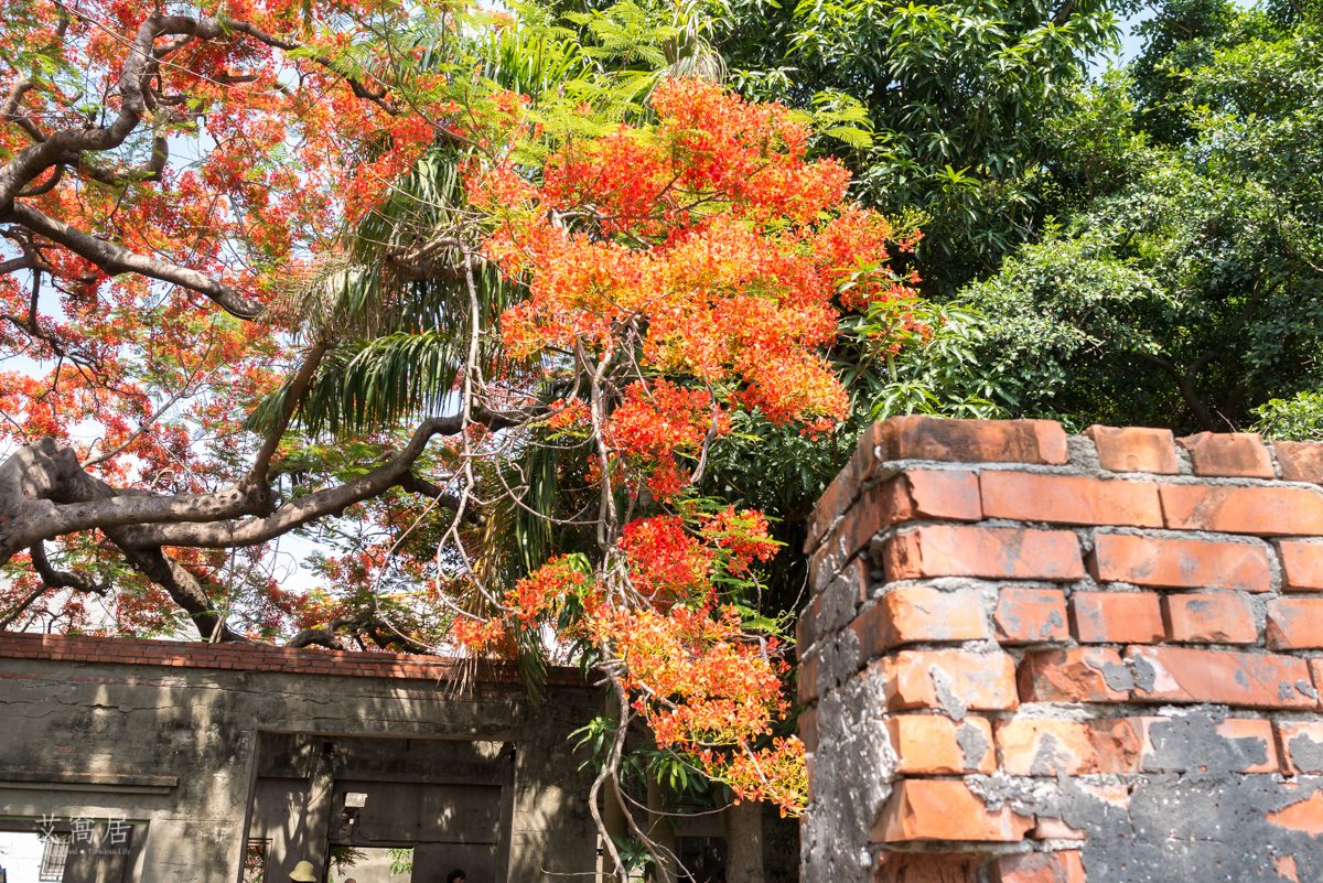 湖內 蕃茄會社 5~6月限定 百年鳳凰木 大湖甘仔蜜會社遺址