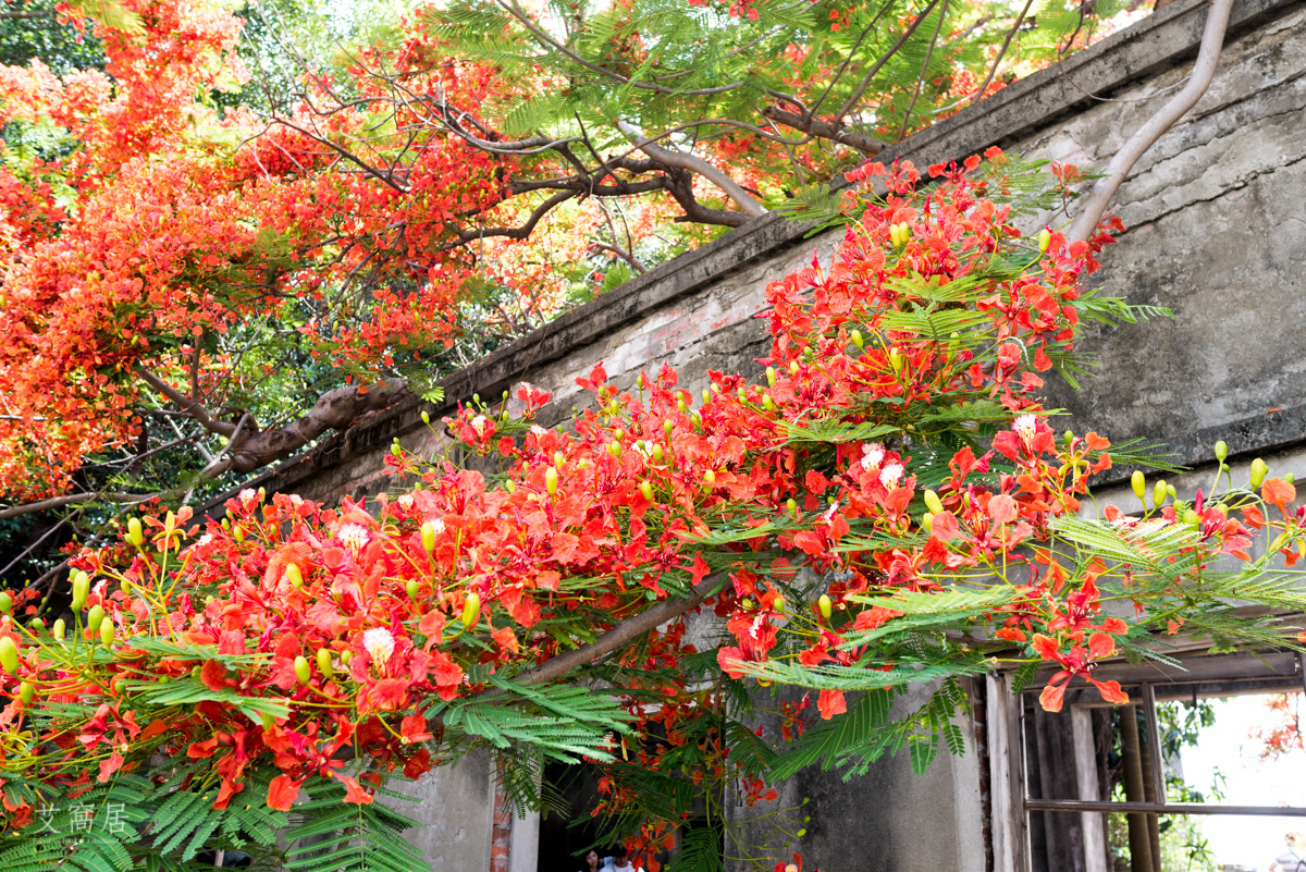 湖內 蕃茄會社 5~6月限定 百年鳳凰木 大湖甘仔蜜會社遺址
