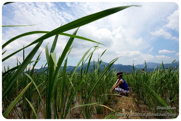 新北市追荷賞蓮 - 金山磺清橋邊&秘境！淡水屯山里
