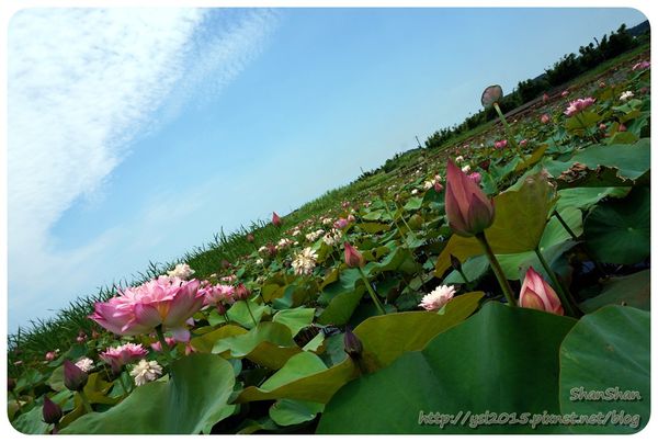 新北市追荷賞蓮 - 金山磺清橋邊&秘境！淡水屯山里