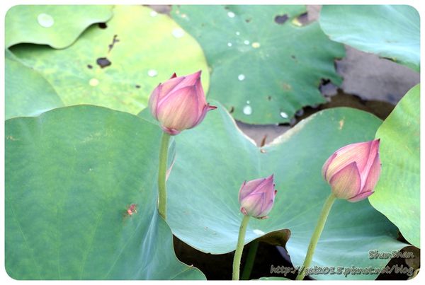 新北市追荷賞蓮 - 金山磺清橋邊&秘境！淡水屯山里