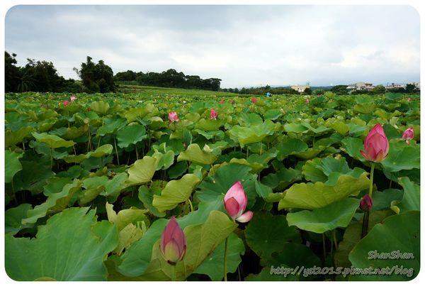 新北市追荷賞蓮 - 金山磺清橋邊&秘境！淡水屯山里