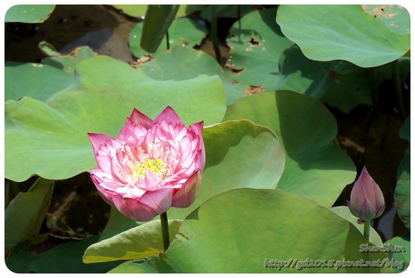 新北市追荷賞蓮 - 金山磺清橋邊&秘境！淡水屯山里