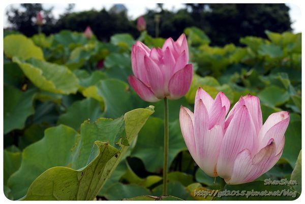 新北市追荷賞蓮 - 金山磺清橋邊&秘境！淡水屯山里