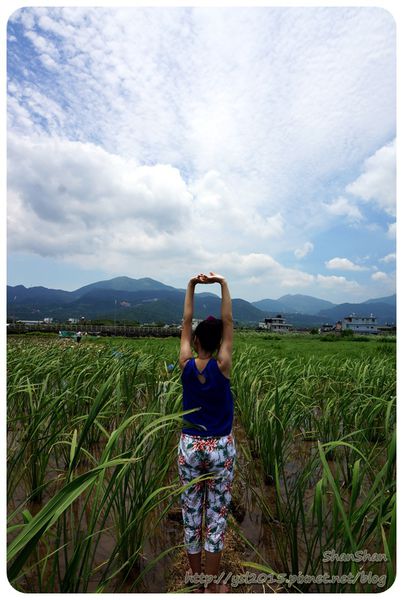 新北市追荷賞蓮 - 金山磺清橋邊&秘境！淡水屯山里