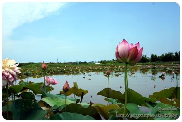 新北市追荷賞蓮 - 金山磺清橋邊&秘境！淡水屯山里
