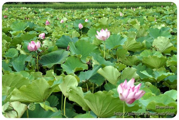 新北市追荷賞蓮 - 金山磺清橋邊&秘境！淡水屯山里