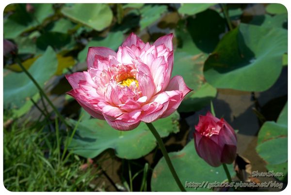 新北市追荷賞蓮 - 金山磺清橋邊&秘境！淡水屯山里