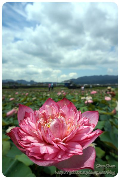 新北市追荷賞蓮 - 金山磺清橋邊&秘境！淡水屯山里