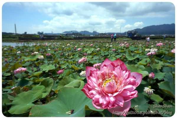 新北市追荷賞蓮 - 金山磺清橋邊&秘境！淡水屯山里