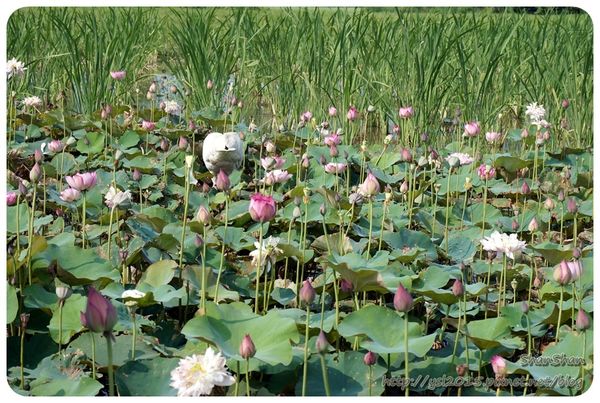 新北市追荷賞蓮 - 金山磺清橋邊&秘境！淡水屯山里