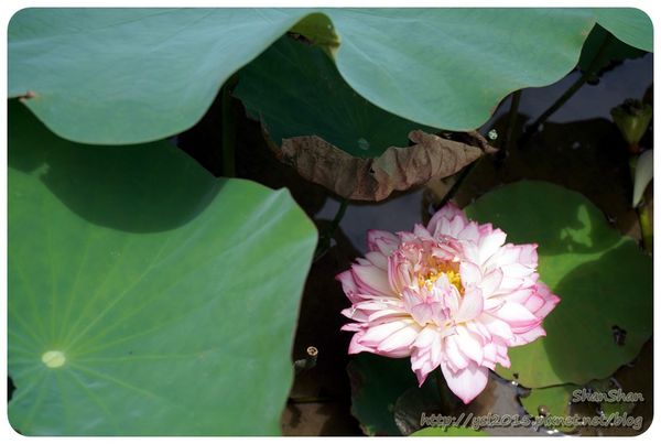 新北市追荷賞蓮 - 金山磺清橋邊&秘境！淡水屯山里