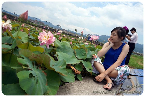 新北市追荷賞蓮 - 金山磺清橋邊&秘境！淡水屯山里