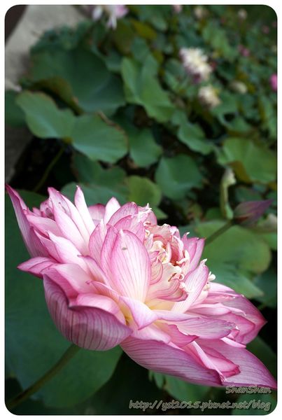 新北市追荷賞蓮 - 金山磺清橋邊&秘境！淡水屯山里