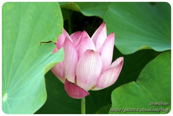 新北市追荷賞蓮 - 金山磺清橋邊&秘境！淡水屯山里