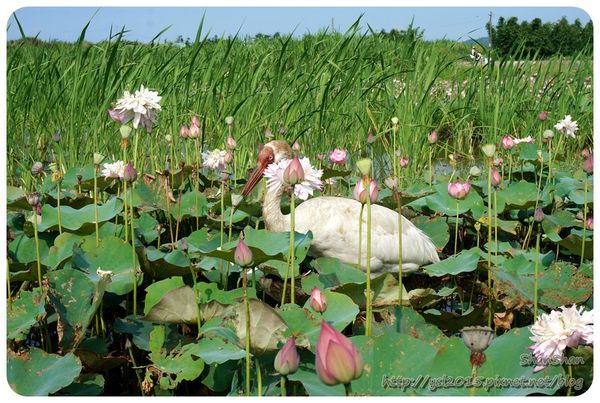 新北市追荷賞蓮 - 金山磺清橋邊&秘境！淡水屯山里