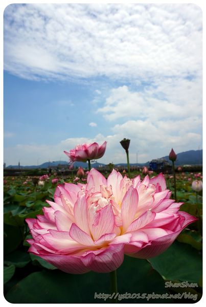 新北市追荷賞蓮 - 金山磺清橋邊&秘境！淡水屯山里